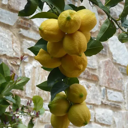 Labetia