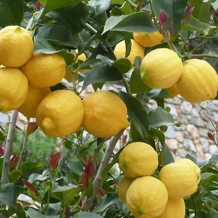 Labetia 아파트